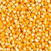 汉江畜禽养殖场收购玉米碎米次粉薯粉麸皮油糠等饲料原
